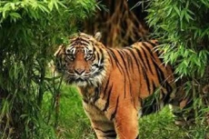 Gawat! Harimau Sumatera...