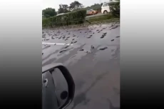 Mobil Pikap Bermuatan...