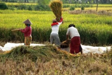 BPS: Serapan Tenaga...