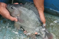 Selain Lezat, Ikan Nila...