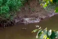 Kemunculan Buaya Sepanjang...