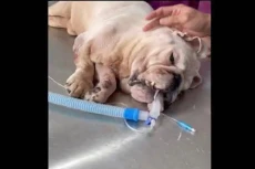 Anjing Maxi yang Ditelantarkan...