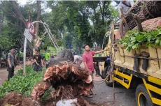 Pohon Besar Tumbang...