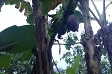 Langka! Buah Pisang...