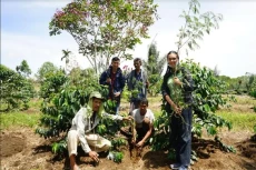 Bantu Petani Kopi Simalungun...