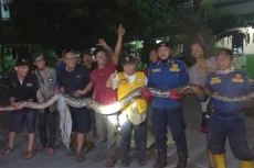Ngeri! Ular Piton Berbobot...