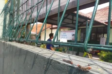 Merinding! Ribuan Ulat...