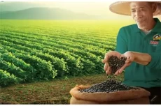 Pendapatan Petani di...