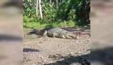 Gokil! Kakek Usman Gagah...