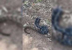 Viral Pertarungan 2...