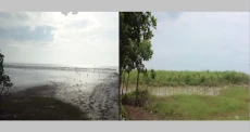 Cegah Abrasi, Pesisir...