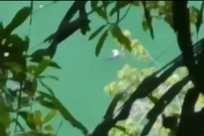 Buaya Besar Tunggui...