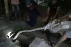 Serangan Ular Piton...