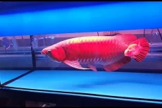 Bisnis Ikan Hias Perlu...