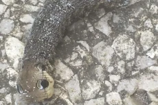 Makhluk Misterius seperti...