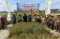Hasil Panen Padi di...