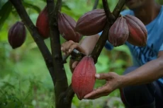 Kakao dari Perkebunan...