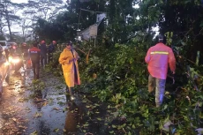 Hujan Angin, 4 Pohon...