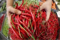 Musim Hujan Tiba, Harga...