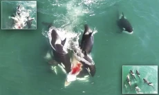 Mengerikan, Paus Orca...