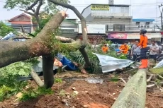 2 Pohon Tumbang di Pasar...