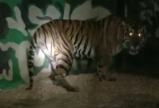 Harimau Masuk Barak...