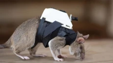Ilmuwan Latih Tikus...