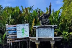 Patung Orangutan Raksasa...