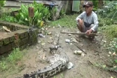 Geger, Buaya 1,5 Meter...