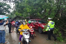 Pohon Tumbang di JORR...