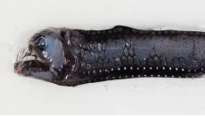 Mengerikan, Wujud Ikan...