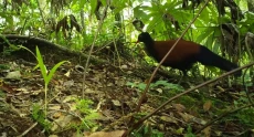 Merpati Hitam Superlangka...