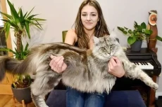 Kenalkan Murphy, Kucing...