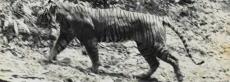 Laporan Penampakan Harimau...