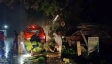 Pohon Jati Tumbang Menimpa...