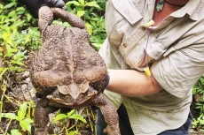 Wow! Katak Raksasa Seberat...
