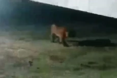 Menyeramkan! Harimau...