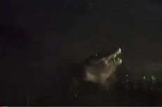 Geger Buaya Muncul di...
