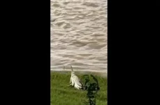 Penampakan Buaya Putih...