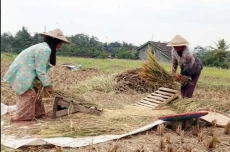 Harga Gabah di Tingkat...