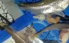 Penampakan Parasit di...