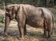 Stop Naik Gajah di Tempat...