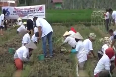 Perindo Kota Padangsidimpuan...