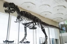 Kerangka T-Rex Berjuluk...