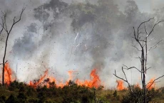 5 Kebakaran Hutan Terparah...