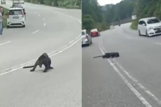 Tragis, Macan Kumbang...