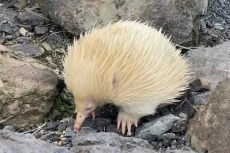 2 Landak Semut Albino...
