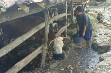 Ironis! Warga Panggang...
