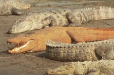 Sungai Tercemar Zat...
