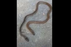 Heboh Temuan Ular Berkepala...